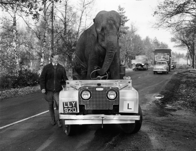 Illustration for article titled Strange Historic Photos Of Intelligent Animals